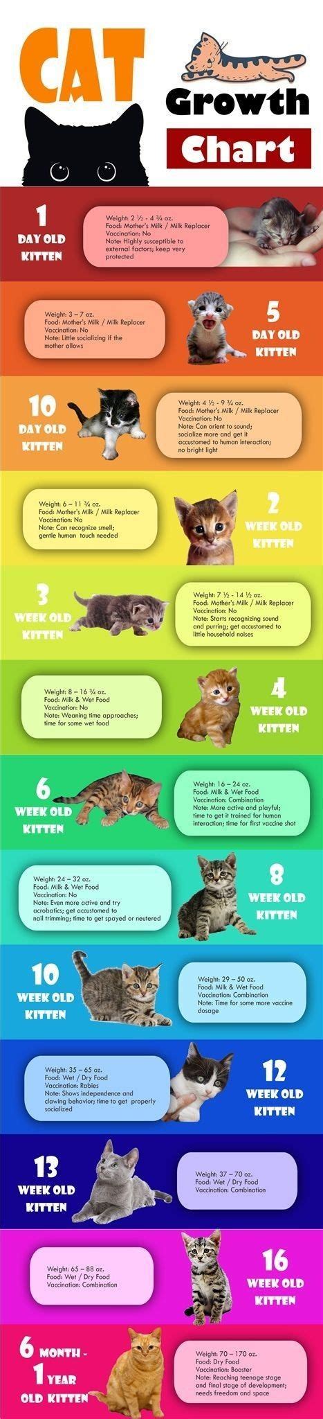 Kitten Growth And Development Cat Infographic Kitten Care Cats And
