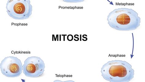 5 Stages Of Mitosis Sciencing