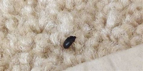 8 Photos What Does A Carpet Beetle Infestation Look Like And View