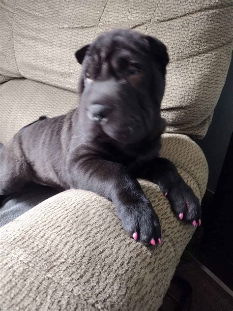 5 Month Old Female Shar Pei Puppies