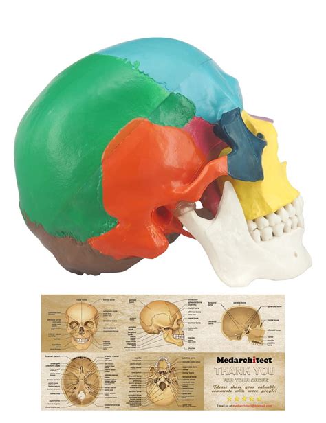 Human Colored Skull Model Life Size 3 Part Anatomical Model With