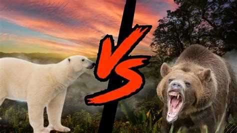 Grizzly Bear Vs Polar Bear Who Would Win In A Fight