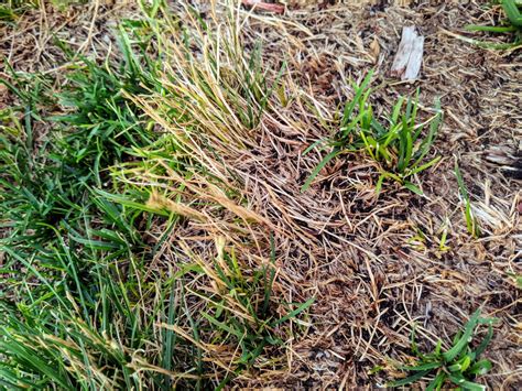 If bare spots were created by dethatching, use a patching product, like scotts® ez seed®, to repair them. I need some help with my lawn! : lawncare