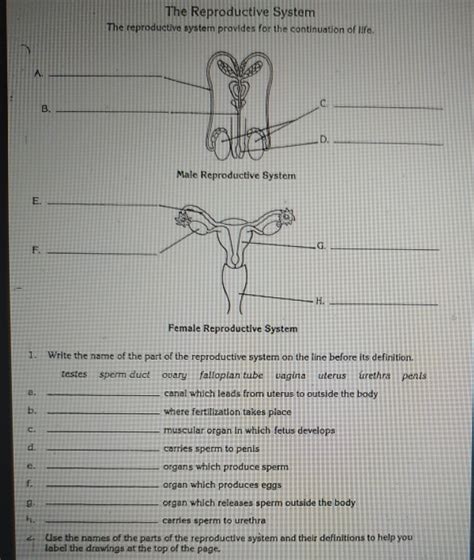 Solved Need Answers To Work Sheet The Reproductive System The