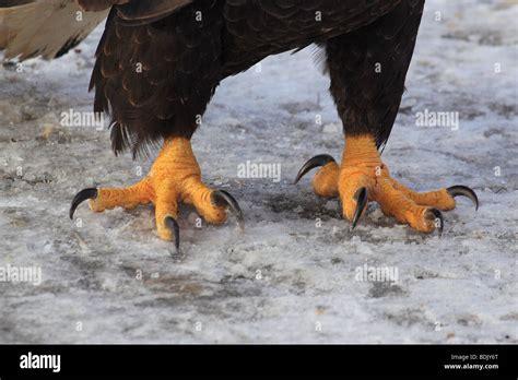 Bald Eagle Claws Haliaeetus Leucocephalus Stock Photo 25617392 Alamy