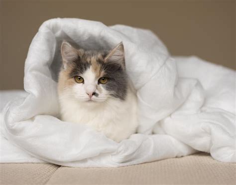 Почему кошки любят спать на вещах хозяина: 3 причины, о которых вы не ...