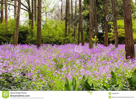 Purple Flowers In The Forest Stock Photo Image Of Light
