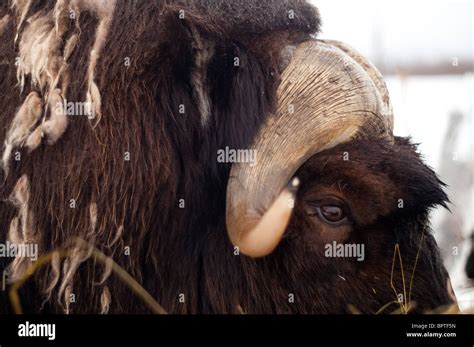 Musk Ox Close Up Of Face Eyes And Horns Stock Photo Alamy