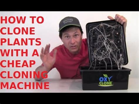 You can find loads of successful cloning techniques all over the web. How to Root Plants with a Cheap Hydroponic Cloning Machine - YouTube