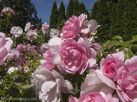Summer Pink Roses Saras Fave Photo Blog