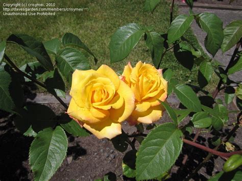 Plantfiles Pictures Hybrid Tea Rose Oregold Rosa By Crisymei