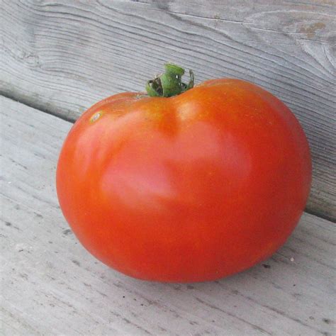 Beefsteak Red Tomato White Harvest Seed Company