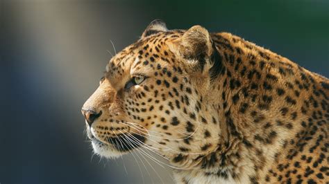 2048x1152 Leopard Wild Animal 2048x1152 Resolution Hd 4k Wallpapers Images Backgrounds Photos