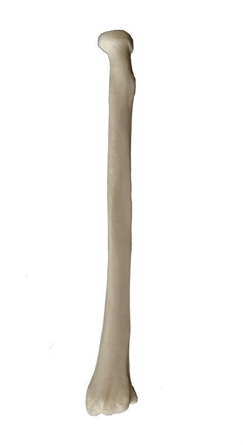 Borrowed from latin radius (ray). Budget Radius Bone Model (Left) | Upper Limb Skeleton Bones