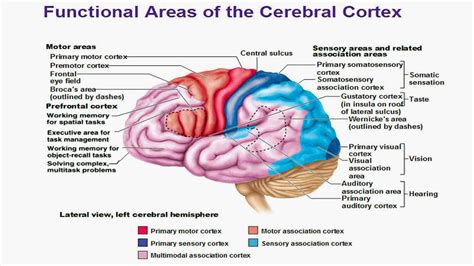 Parts Of The Brain Sensory Cortex Human Anatomy