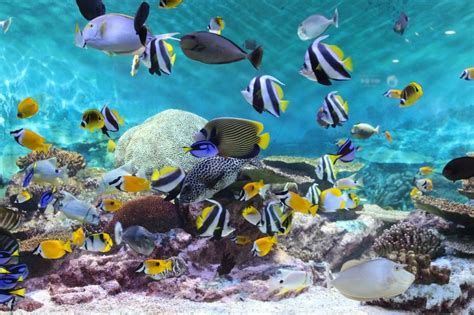 Awesome Aquariums To Visit Around Korea