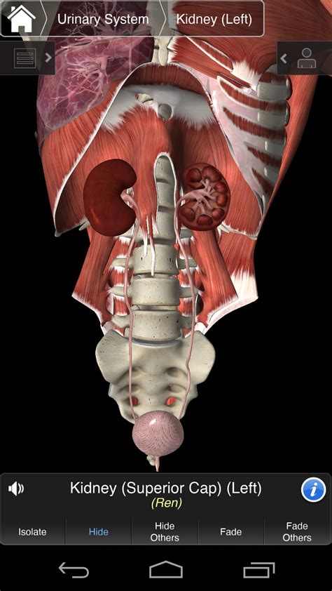 Essential Anatomy 3 App Android Free Download