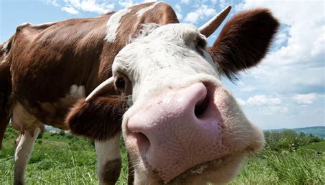 Our service converts the video and downloads it at the same time, there is no delay during this process, which makes mp3goo the most efficient platform there is, besides, this website is compatible with phones. Study finds talking to cows face-to-face helps them relax ...