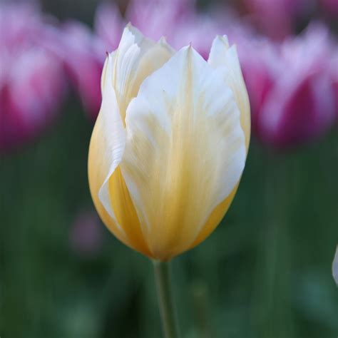 Buy Fosteriana Tulip Bulbs Tulipa Sweetheart £599 Delivery By Crocus