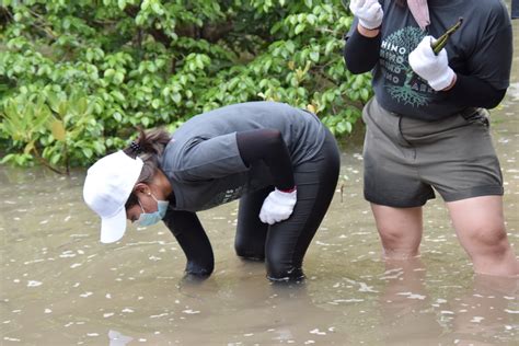 Mangrove Tree Planting Activity 2022 Hino Motors