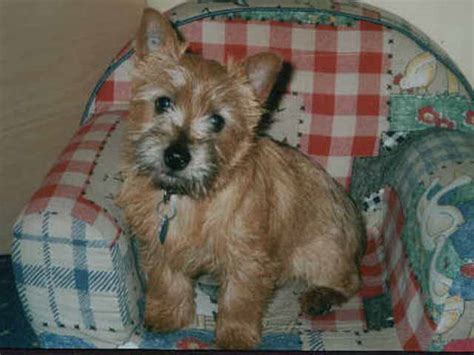 norwich terrier dog breed information puppies pictures