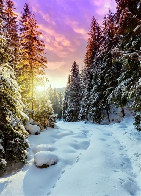 Magic Winter Sunset Wonderful Wintry Landscape In Alpine Highlands