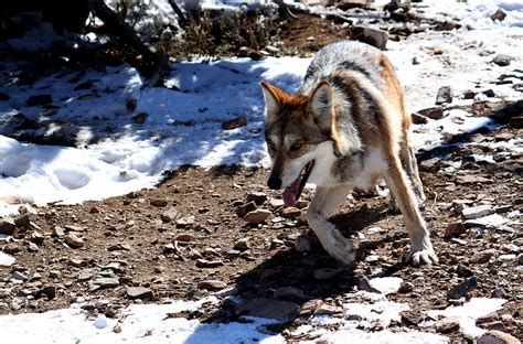 Judge Orders Revised Mexican Gray Wolf Recovery Plan Eande News By Politico