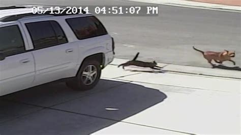 Watch Video Cat Saves Boy From Vicious Dog Attack Au