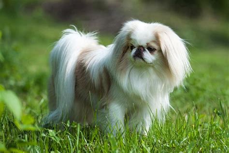 Japanese Chin Dog Breed Information Images Characteristics Health