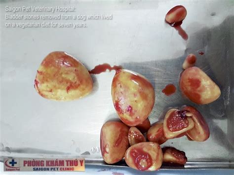 Untreated bladder stones can lead to a number of problems. Vietnam: Vegetarian Diet Can Cause Bladder Stones In Dogs ...