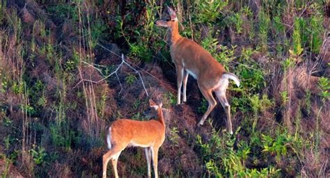 Whitetail Deer Age Chart And What To Look For Feed That Game
