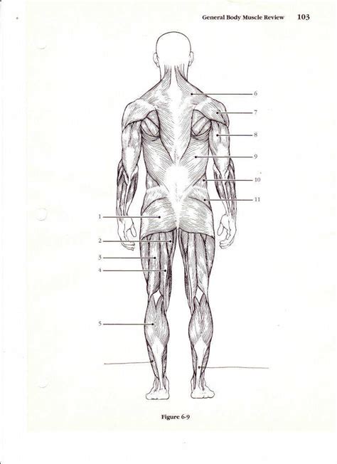 34 Muscular System Diagram Worksheet Wire Diagram Source