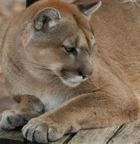 We did not find results for: Florida Panther | Big cats, Small wild cats