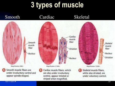 What Are Some Examples Of Muscles