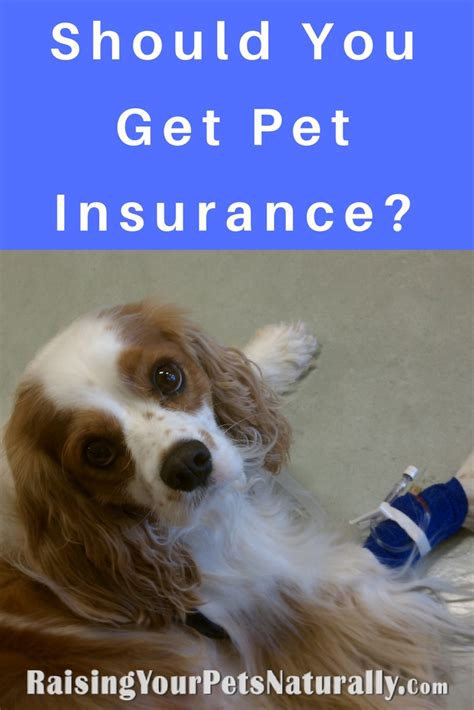 Typically, pet insurance companies do not distinguish between coverage for dogs and cats. Pet Insurance, Dog Insurance, Cat Insurance | Is Pet ...