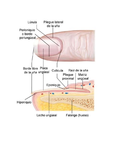 Partes De La Uña Clavo Anatomía Epidermis