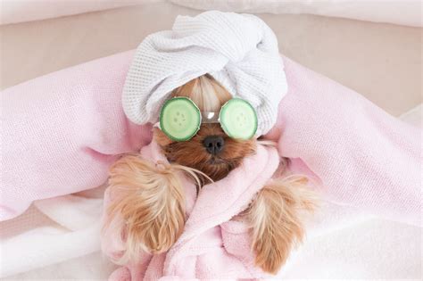 Five Fun Ways To Pamper Your Pet The Whole Pet Vet Hospital And