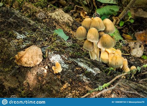 Group Of Mushrooms Growing On Dead Wood Stock Photo Image Of Fall