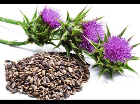 Check spelling or type a new query. 7 Health Benefits of Milk Thistle - YouTube