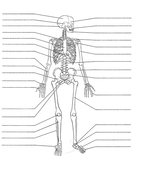 Blank Skeletal System