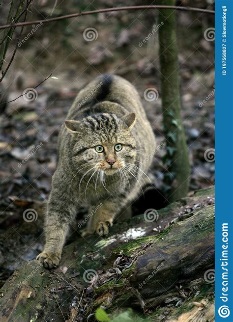 European Wildcat Felis Silvestris Adult Stock Image Image Of Adult
