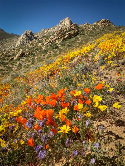 California Super Bloom Time And Space Nature Adventures