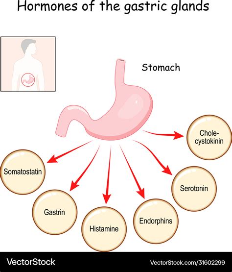 Hormones Gastric Glands Stomach Royalty Free Vector Image