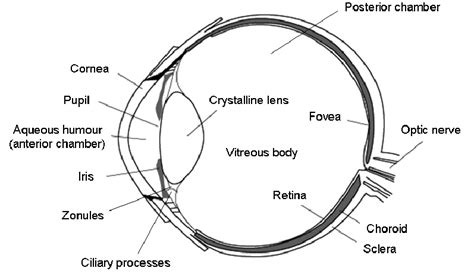 Schematic Of The Eye Showing Essential Features And Elements