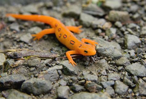 What Do Newts Eat In The Wild And As Pets Vet Approved Feeding Guide