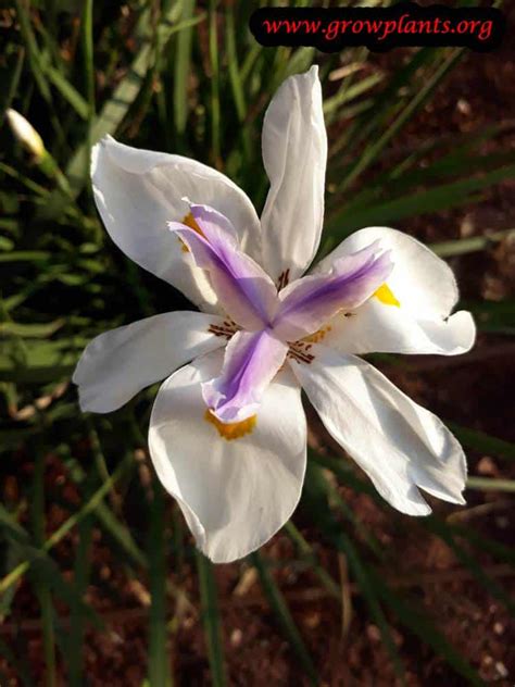Maybe you would like to learn more about one of these? African iris - How to grow & care