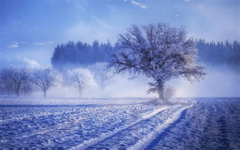 2880x1800 Trees Covered With Snow Fog Landscape Winter 4k Macbook Pro