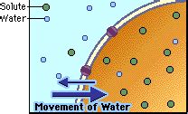 Maybe you would like to learn more about one of these? What will happen when a plant cell is kept in hypotonic ...