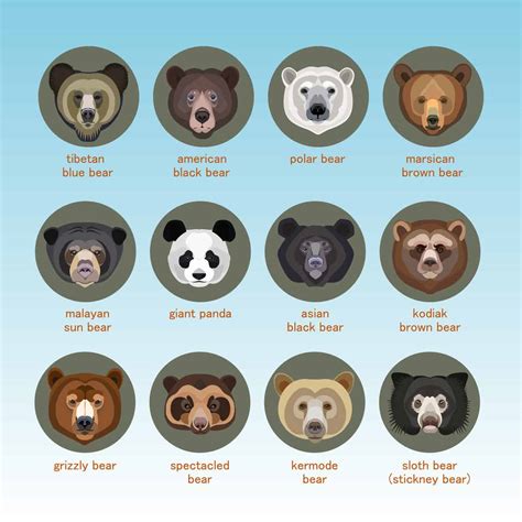 11 Types Of Bears From Around The World