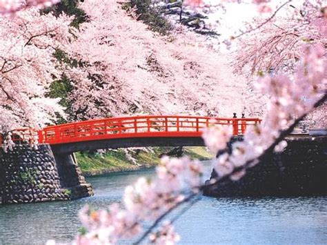 Cherry Blossom Surrounded Red Japanese Bridge Chrome Theme Themebeta